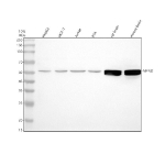 Western blot analysis of MPND using anti-MPND antibody. Electrophoresis was performed on a 10% SDS-PAGE gel at 80V (Stacking gel) / 120V (Resolving gel) for 2 hours. Lane 1: human HepG2 whole cell lysates, Lane 2: human MCF-7 whole cell lysates, Lane 3: human Jurkat whole cell lysates, Lane 4: human RT-4 whole cell lysates, Lane 5: rat brain tissue lysates, Lane 6: mouse brain tissue lysates. After electrophoresis, proteins were transferred to a nitrocellulose membrane at 150 mA for 50-90 minutes. Blocked the membrane with 5% non-fat milk/TBS for 1.5 hour at RT. The membrane was incubated with rabbit anti-MPND antibody at 0.5 ug/ml overnight at 4oC, then washed with TBS-0.1%Tween 3 times with 5 minutes each and probed with a goat anti-rabbit IgG-HRP secondary antibody at a dilution of 1:5000 for 1.5 hour at RT. The signal was developed using an ECL Plus Western Blotting Substrate. A specific band was detected for MPND at approximately 51 kDa. The expected band size for MPND is at 51 kDa.