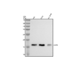 Western blot analysis of GYPB using anti-GYPB antibody. Electrophoresis was performed on a 12% SDS-PAGE gel at 80V (Stacking gel) / 120V (Resolving gel) for 2 hours. Lane 1: human HEL whole cell lysates, Lane 2: human K562 whole cell lysates, Lane 3: human SH-SY5Y whole cell lysates. After electrophoresis, proteins were transferred to a nitrocellulose membrane at 150 mA for 50-90 minutes. Blocked the membrane with 5% non-fat milk/TBS for 1.5 hour at RT. The membrane was incubated with rabbit anti-GYPB antibody at 0.5 ug/ml overnight at 4oC, then washed with TBS-0.1%Tween 3 times with 5 minutes each and probed with a goat anti-rabbit IgG-HRP secondary antibody at a dilution of 1:5000 for 1.5 hour at RT. The signal was developed using an ECL Plus Western Blotting Substrate. A specific band was detected for GYPB at approximately 17 kDa. The expected band size for GYPB is at 10 kDa but may be observed at higher molecular weights due to glycosylation.