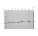Western blot analysis of STX16 using anti-STX16 antibody. Electrophoresis was performed on a 10% SDS-PAGE gel at 80V (Stacking gel) / 120V (Resolving gel) for 2 hours. Lane 1: human 293T whole cell lysates, Lane 2: human HepG2 whole cell lysates, Lane 3: human Jurkat whole cell lysates, Lane 4: human Hela whole cell lysates, Lane 5: rat brain tissue lysates, Lane 6: rat spleen tissue lysates, Lane 7: mouse brain tissue lysates, Lane 8: mouse spleen tissue lysates. After electrophoresis, proteins were transferred to a nitrocellulose membrane at 150 mA for 50-90 minutes. Blocked the membrane with 5% non-fat milk/TBS for 1.5 hour at RT. The membrane was incubated with rabbit anti-STX16 antibody at 0.5 ug/ml overnight at 4oC, then washed with TBS-0.1%Tween 3 times with 5 minutes each and probed with a goat anti-rabbit IgG-HRP secondary antibody at a dilution of 1:5000 for 1.5 hour at RT. The signal was developed using an ECL Plus Western Blotting Substrate. A specific band was detected for Syntaxin 16/STX16 at approximately 37 kDa. The expected band size for STX16 is at 37 kDa.