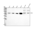 Western blot analysis of GINS4 using anti-GINS4 antibody. Lane 1: human whole cell lysates, Lane 2: human U20S whole cell lysates, Lane 3: human whole cell lysates, Lane 4: human Jurkat whole cell lysates, Lane 5: rat testis tissue lysates, Lane 6: mouse testis tissue lysates. After electrophoresis, proteins were transferred to a nitrocellulose membrane at 150 mA for 50-90 minutes. Blocked the membrane with 5% non-fat milk/TBS for 1.5 hour at RT. The membrane was incubated with rabbit anti-GINS4 antibody at 0.5 ug/ml overnight at 4oC, then washed with TBS-0.1%Tween 3 times with 5 minutes each and probed with a goat anti-rabbit IgG-HRP secondary antibody at a dilution of 1:5000 for 1.5 hour at RT. The signal was developed using enhanced chemiluminescent. A specific band was detected for GINS4 at approximately 28 kDa. The expected band size for GINS4 is at 26 kDa.