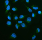 IF analysis of GALNT15 using anti-GALNT15 antibody (green). GALNT15 was detected in an immunocytochemical section of U2OS cells. Enzyme antigen retrieval was performed using IHC enzyme antigen retrieval reagent for 15 mins. The cells were blocked with 10% goat serum. And then incubated with 5 ug/ml rabbit anti-GALNT15 antibody overnight at 4oC. DyLight 488 Conjugated Goat Anti-Rabbit IgG was used as secondary antibody at 1:500 dilution and incubated for 30 minutes at 37oC. The section was counterstained with DAPI (blue). Visualize using a fluorescence microscope and filter sets appropriate for the label used.