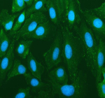 Immunofluorescent staining of ERC1 using anti-ERC1 antibody (green). ERC1 was detected in an immunocytochemical section of U2OS cells. Enzyme antigen retrieval was performed using IHC enzyme antigen retrieval reagent for 15 mins. The cells were blocked with 10% goat serum. And then incubated with 5 ug/ml rabbit anti-ERC1 antibody overnight at 4oC. DyLight 488 Conjugated Goat Anti-Rabbit IgG was used as secondary antibody at 1:500 dilution and incubated for 30 minutes at 37oC. The section was counterstained with DAPI (blue). Visualize using a fluorescence microscope and filter sets appropriate for the label used.