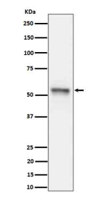 Western blot analysis of Phospho-Tau (S199) expression in mouse hippocampus cell lysate using Phospho-Tau (Ser199) antibody.