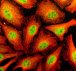 IF analysis of RBBP6 using anti-RBBP6 antibody (green) and anti-Beta Tubulin antibody (red). RBBP6 was detected in an immunocytochemical section of Hela cells. Enzyme antigen retrieval was performed using IHC enzyme antigen retrieval reagent for 15 mins. The cells were blocked with 10% goat serum. And then incubated with 5 ug/ml rabbit anti-RBBP6 antibody and mouse anti-Beta Tubulin antibody overnight at 4oC. DyLight 488 Conjugated Goat Anti-Rabbit IgG and Cy3 Conjugated Goat Anti-Mouse IgG were used as secondary antibody at 1:500 dilution and incubated for 30 minutes at 37oC. Visualize using a fluorescence microscope and filter sets appropriate for the label used.