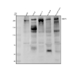 Western blot analysis of RBBP6 using anti-RBBP6 antibody. Electrophoresis was performed on a 8% SDS-PAGE gel at 80V (Stacking gel) / 120V (Resolving gel) for 2 hours. Lane 1: human 293T whole cell lysates, Lane 2: human Jurkat whole cell lysates, Lane 3: human MCF-7 whole cell lysates, Lane 4: rat testis tissue lysates, Lane 5: mouse testis tissue lysates. After electrophoresis, proteins were transferred to a nitrocellulose membrane at 150 mA for 50-90 minutes. Blocked the membrane with 5% non-fat milk/TBS for 1.5 hour at RT. The membrane was incubated with rabbit anti-RBBP6 antibody at 0.5 ug/ml overnight at 4oC, then washed with TBS-0.1%Tween 3 times with 5 minutes each and probed with a goat anti-rabbit IgG-HRP secondary antibody at a dilution of 1:5000 for 1.5 hour at RT. The signal was developed using an ECL Plus Western Blotting Substrate. Expected size of RBBP6 ~202 kDa (based on 1,792 aa). However, literature frequently reports RBBP6 as a ~250 kDa multidomain protein and observed Western blot bands at ~210-250 kDa. The ~250 kDa band seen here is consistent with published data for RBBP6.