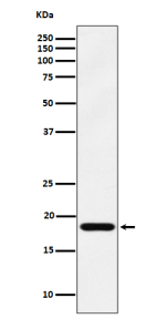 Western blot analysis of EMC4 expression in human 293 cell lysate. Predicted molecular weight: 15-20 kDa (three isoforms).