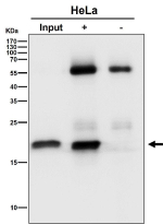 Immunoprecipitate (IP) analysis using the antibody at 1:50 dilution. (Western blot at 1:500 dilution). Predicted molecular weight: 15-20 kDa (three isoforms).