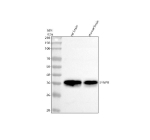 Western blot analysis of SYNPR using anti-SYNPR antibody. Lane 1: rat brain tissue lysates, Lane 2: mouse brain tissue lysates. After electrophoresis, proteins were transferred to a nitrocellulose membrane at 150 mA for 50-90 minutes. Blocked the membrane with 5% non-fat milk/TBS for 1.5 hour at RT. The membrane was incubated with rabbit anti-SYNPR antibody at 0.5 ug/ml overnight at 4oC, then washed with TBS-0.1%Tween 3 times with 5 minutes each and probed with a goat anti-rabbit IgG-HRP secondary antibody at a dilution of 1:5000 for 1.5 hour at RT. The signal was developed using enhanced chemiluminescent. Expected size of SYNPR ~29âkDa (per UniProt Q8TBG9). In our cell lysates we observe a band at ~37âkDa. This upward shift may reflect post-translational modifications, membrane association effects, or detection of an alternative splice/processed form of SYNPR.