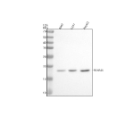 Western blot analysis of MS4A6E using anti-MS4A6E antibody. Electrophoresis was performed on a 12% SDS-PAGE gel at 80V (Stacking gel) / 120V (Resolving gel) for 2 hours. Lane 1: human K562 whole cell lysates, Lane 2: human U251 whole cell lysates, Lane 3: human HepG2 whole cell lysates. After electrophoresis, proteins were transferred to a nitrocellulose membrane at 150 mA for 50-90 minutes. Blocked the membrane with 5% non-fat milk/TBS for 1.5 hour at RT. The membrane was incubated with rabbit anti-MS4A6E antibody at 0.5 ug/ml overnight at 4oC, then washed with TBS-0.1%Tween 3 times with 5 minutes each and probed with a goat anti-rabbit IgG-HRP secondary antibody at a dilution of 1:5000 for 1.5 hour at RT. The signal was developed using an ECL Plus Western Blotting Substrate. The expected band size for MS4A6E is at 16 kDa.
