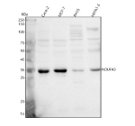 Western blot analysis of NDUFA9 using anti-NDUFA9 antibody. Lane 1: human Caco-2 whole cell lysates, Lane 2: human MCF-7 whole cell lysates, Lane 3: rat RH35 whole cell lysates, Lane 4: mouse HEPA1-6 whole cell lysates. After electrophoresis, proteins were transferred to a nitrocellulose membrane at 150 mA for 50-90 minutes. Blocked the membrane with 5% non-fat milk/TBS for 1.5 hour at RT. The membrane was incubated with rabbit anti-NDUFA9 antibody at 0.5 ug/ml overnight at 4oC, then washed with TBS-0.1%Tween 3 times with 5 minutes each and probed with a goat anti-rabbit IgG-HRP secondary antibody at a dilution of 1:5000 for 1.5 hour at RT. The signal was developed using enhanced chemiluminescent. Expected size of NDUFA9 ~42-43 kDa (based on 377 amino acids). Observed band at ~36 kDa corresponds to the processed mature form (after mitochondrial import cleavage) as reported in antibody datasheets and literature.