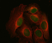 Immunofluorescent staining of FFPE human U-2 OS cells with NDUFA9 antibody (green) and Beta Tubulin mAb (red). HIER: steam section in pH6 citrate buffer for 20 min.