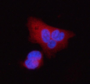 Immunofluorescent staining of FFPE human PC3 cells with STC2 antibody (red) and DAPI nuclear stain (blue). HIER: steam section in pH6 citrate buffer for 20 min.