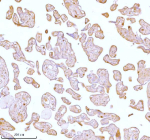 IHC analysis of STC2 using anti-STC2 antibody. STC2 was detected in a paraffin-embedded section of human placenta tissue. Heat mediated antigen retrieval was performed in EDTA buffer (pH 8.0, epitope retrieval solution). The tissue section was blocked with 10% goat serum. The tissue section was then incubated with 2 ug/ml rabbit anti-STC2 antibody overnight at 4oC. Peroxidase Conjugated Goat Anti-rabbit IgG was used as secondary antibody and incubated for 30 minutes at 37oC. The tissue section was developed using an HRP secondary and DAB substrate.