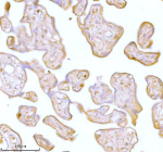 IHC analysis of STC2 using anti-STC2 antibody. STC2 was detected in a paraffin-embedded section of human placenta tissue. Heat mediated antigen retrieval was performed in EDTA buffer (pH 8.0, epitope retrieval solution). The tissue section was blocked with 10% goat serum. The tissue section was then incubated with 2 ug/ml rabbit anti-STC2 antibody overnight at 4oC. Peroxidase Conjugated Goat Anti-rabbit IgG was used as secondary antibody and incubated for 30 minutes at 37oC. The tissue section was developed using an HRP secondary and DAB substrate.