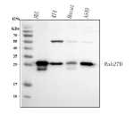 Western blot analysis of RAB27B using anti-RAB27B antibody. Electrophoresis was performed on a 10% SDS-PAGE gel at 80V (Stacking gel) / 120V (Resolving gel) for 2 hours. Lane 1: human HEL whole cell lysates, Lane 2: human RT4 whole cell lysates, Lane 3: human Hacat whole cell lysates, Lane 4: human whole cell lysates. After electrophoresis, proteins were transferred to a nitrocellulose membrane at 150 mA for 50-90 minutes. Blocked the membrane with 5% non-fat milk/TBS for 1.5 hour at RT. The membrane was incubated with rabbit anti-RAB27B antibody at 0.5 ug/ml overnight at 4oC, then washed with TBS-0.1%Tween 3 times with 5 minutes each and probed with a goat anti-rabbit IgG-HRP secondary antibody at a dilution of 1:5000 for 1.5 hour at RT. The signal was developed using an ECL Plus Western Blotting Substrate. The expected band size for RAB27B is 25-27 kDa.