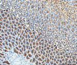 IHC analysis of RAB27B using anti-RAB27B antibody. RAB27B was detected in a paraffin-embedded section of rat stomach tissue. Heat mediated antigen retrieval was performed in EDTA buffer (pH 8.0, epitope retrieval solution). The tissue section was blocked with 10% goat serum. The tissue section was then incubated with 2 ug/ml rabbit anti-RAB27B antibody overnight at 4oC. Peroxidase Conjugated Goat Anti-rabbit IgG was used as secondary antibody and incubated for 30 minutes at 37oC. The tissue section was developed using an HRP secondary and DAB substrate.