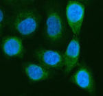 Immunofluorescent staining of RAB27B using anti-RAB27B antibody (green). RAB27B was detected in an immunocytochemical section of cells. Enzyme antigen retrieval was performed using IHC enzyme antigen retrieval reagent for 15 mins. The cells were blocked with 10% goat serum. And then incubated with 5 ug/ml rabbit anti-RAB27B antibody overnight at 4oC. DyLight 488 Conjugated Goat Anti-Rabbit IgG was used as secondary antibody at 1:500 dilution and incubated for 30 minutes at 37oC. The section was counterstained with DAPI (blue). Visualize using a fluorescence microscope and filter sets appropriate for the label used.