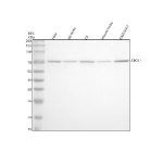 Western blot analysis of SPO11 using anti-SPO11 antibody. Electrophoresis was performed on a 10% SDS-PAGE gel at 80V (Stacking gel) / 120V (Resolving gel) for 2 hours. Lane 1: human Hela whole cell lysates, Lane 2: rat testis tissue lysates, Lane 3: rat C6 whole cell lysates, Lane 4: mouse testis tissue lysates, Lane 5: mouse RAW264.7 whole cell lysates. After electrophoresis, proteins were transferred to a nitrocellulose membrane at 150 mA for 50-90 minutes. Blocked the membrane with 5% non-fat milk/TBS for 1.5 hour at RT. The membrane was incubated with rabbit anti-SPO11 antibody at 0.5 ug/ml overnight at 4oC, then washed with TBS-0.1%Tween 3 times with 5 minutes each and probed with a goat anti-rabbit IgG-HRP secondary antibody at a dilution of 1:5000 for 1.5 hour at RT. The signal was developed using an ECL Plus Western Blotting Substrate. The expected band size for SPO11 is at 45 kDa but the protein can be observed at 55-70 kDa.