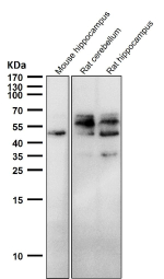 All lanes use the Phospho-Tau (Ser198) antibody at 1:2K dilution for 1 hour at room temperature.