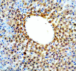 IHC analysis of SLC46A3 using anti-SLC46A3 antibody. SLC46A3 was detected in a paraffin-embedded section of rat liver tissue. Heat mediated antigen retrieval was performed in EDTA buffer (pH 8.0, epitope retrieval solution). The tissue section was blocked with 10% goat serum. The tissue section was then incubated with 2 ug/ml rabbit anti-SLC46A3 antibody overnight at 4oC. Peroxidase Conjugated Goat Anti-rabbit IgG was used as secondary antibody and incubated for 30 minutes at 37oC. The tissue section was developed using an HRP secondary and DAB substrate.