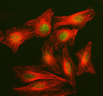 Immunofluorescent staining of NCOA2 using anti-NCOA2 antibody (green) and anti-Tubulin Alpha antibody (red). NCOA2 was detected in immunocytochemical section of U2OS cell. Enzyme antigen retrieval was performed using IHC enzyme antigen retrieval reagent for 15 mins. The cells were blocked with 10% goat serum. And then incubated with 5 ug/ml rabbit anti-NCOA2 antibody and mouse anti-Tubulin Alpha antibody overnight at 4oC. DyLight 488 Conjugated Goat Anti-Rabbit IgG and Cy3 Conjugated Goat Anti-Mouse IgG were used as secondary antibody at 1:500 dilution and incubated for 30 minutes at 37oC. The section was counterstained with DAPI. Visualize using a fluorescence microscope and filter sets appropriate for the label used.