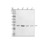 Western blot analysis of NAA80 using anti-NAA80 antibody. Electrophoresis was performed on a 10% SDS-PAGE gel at 80V (Stacking gel) / 120V (Resolving gel) for 2 hours. Lane 1: human HEL whole cell lysates, Lane 2: human THP-1 whole cell lysates, Lane 3: human Hela whole cell lysates, Lane 4: human PC-3 whole cell lysates. After electrophoresis, proteins were transferred to a nitrocellulose membrane at 150 mA for 50-90 minutes. Blocked the membrane with 5% non-fat milk/TBS for 1.5 hour at RT. The membrane was incubated with rabbit anti-NAA80 antibody at 0.5 ug/ml overnight at 4oC, then washed with TBS-0.1%Tween 3 times with 5 minutes each and probed with a goat anti-rabbit IgG-HRP secondary antibody at a dilution of 1:5000 for 1.5 hour at RT. The signal was developed using an ECL Plus Western Blotting Substrate. The expected band size for NAA80 is at 31 kDa.
