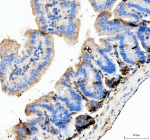 IHC analysis of Lysozyme using anti-Lysozyme antibody. Lysozyme was detected in a paraffin-embedded section of mouse colon tissue. Heat mediated antigen retrieval was performed in EDTA buffer (pH 8.0, epitope retrieval solution). The tissue section was blocked with 10% goat serum. The tissue section was then incubated with 2 ug/ml rabbit anti-Lysozyme antibody overnight at 4oC. Peroxidase Conjugated Goat Anti-rabbit IgG was used as secondary antibody and incubated for 30 minutes at 37oC. The tissue section was developed using an HRP secondary and DAB substrate.