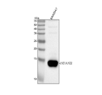 Western blot analysis of Lyz1/2 using anti-Lysozyme antibody. Lane 1: mouse RAW264.7 whole cell lysates. After electrophoresis, proteins were transferred to a nitrocellulose membrane at 150 mA for 50-90 minutes. Blocked the membrane with 5% non-fat milk/TBS for 1.5 hour at RT. The membrane was incubated with rabbit anti-Lysozyme antibody at 0.5 ug/ml overnight at 4oC, then washed with TBS-0.1%Tween 3 times with 5 minutes each and probed with a goat anti-rabbit IgG-HRP secondary antibody at a dilution of 1:5000 for 1.5 hour at RT. The signal was developed using enhanced chemiluminescent. The expected band size for Lysozyme is at ~17 kDa (pre-proprotein) and ~14 kDa (mature form).