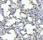 IHC analysis of Lysozyme using anti-Lysozyme antibody. Lysozyme was detected in a paraffin-embedded section of rat lung tissue. Heat mediated antigen retrieval was performed in EDTA buffer (pH 8.0, epitope retrieval solution). The tissue section was blocked with 10% goat serum. The tissue section was then incubated with 2 ug/ml rabbit anti-Lysozyme antibody overnight at 4oC. Peroxidase Conjugated Goat Anti-rabbit IgG was used as secondary antibody and incubated for 30 minutes at 37oC. The tissue section was developed using an HRP secondary and DAB substrate.