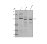 Western blot analysis of TDRD5 using anti-TDRD5 antibody. Electrophoresis was performed on a 8% SDS-PAGE gel at 80V (Stacking gel) / 120V (Resolving gel) for 2 hours. Lane 1: human THP-1 whole cell lysates, Lane 2: rat testis tissue lysates, Lane 3: mouse testis tissue lysates. After electrophoresis, proteins were transferred to a nitrocellulose membrane at 150 mA for 50-90 minutes. Blocked the membrane with 5% non-fat milk/TBS for 1.5 hour at RT. The membrane was incubated with rabbit anti-TDRD5 antibody at 0.5 ug/ml overnight at 4oC, then washed with TBS-0.1%Tween 3 times with 5 minutes each and probed with a goat anti-rabbit IgG-HRP secondary antibody at a dilution of 1:5000 for 1.5 hour at RT. The signal was developed using an ECL Plus Western Blotting Substrate. The expected band size for TDRD5 is at 110 kDa.