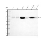 Western blot analysis of SCP2 using anti-SCP2 antibody. Electrophoresis was performed on a 10% SDS-PAGE gel at 80V (Stacking gel) / 120V (Resolving gel) for 2 hours. Lane 1: human THP-1 whole cell lysates, Lane 2: human RT4 whole cell lysates, Lane 3: rat liver tissue lysates, Lane 4: rat brain tissue lysates, Lane 5: mouse liver tissue lysates, Lane 6: mouse brain tissue lysates. After electrophoresis, proteins were transferred to a nitrocellulose membrane at 150 mA for 50-90 minutes. Blocked the membrane with 5% non-fat milk/TBS for 1.5 hour at RT. The membrane was incubated with rabbit anti-SCP2 antibody at 0.5 ug/ml overnight at 4oC, then washed with TBS-0.1%Tween 3 times with 5 minutes each and probed with a goat anti-rabbit IgG-HRP secondary antibody at a dilution of 1:5000 for 1.5 hour at RT. The signal was developed using an ECL Plus Western Blotting Substrate. A specific band was detected for SCP2 at approximately 59 kDa. The expected band size for SCP2 is at 59 kDa.