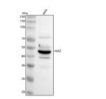 Western blot analysis of MAZ using anti-MAZ antibody. Lane 1: human Hela whole cell lysates. After electrophoresis, proteins were transferred to a nitrocellulose membrane at 150 mA for 50-90 minutes. Blocked the membrane with 5% non-fat milk/TBS for 1.5 hour at RT. The membrane was incubated with rabbit anti-MAZ antibody at 0.5 ug/ml overnight at 4oC, then washed with TBS-0.1%Tween 3 times with 5 minutes each and probed with a goat anti-rabbit IgG-HRP secondary antibody at a dilution of 1:5000 for 1.5 hour at RT. The signal was developed using enhanced chemiluminescent. The expected band size for MAZ is 46-51 kDa (three isoforms).