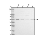 Western blot analysis of NSUN4 using anti-NSUN4 antibody. Lane 1: human HepG2 whole cell lysates, Lane 2: human K562 whole cell lysates, Lane 3: human SH-SY5Y whole cell lysates, Lane 4: human Hela whole cell lysates. After electrophoresis, proteins were transferred to a nitrocellulose membrane at 150 mA for 50-90 minutes. Blocked the membrane with 5% non-fat milk/TBS for 1.5 hour at RT. The membrane was incubated with rabbit anti-NSUN4 antibody at 0.5 ug/ml overnight at 4oC, then washed with TBS-0.1%Tween 3 times with 5 minutes each and probed with a goat anti-rabbit IgG-HRP secondary antibody at a dilution of 1:5000 for 1.5 hour at RT. The signal was developed using enhanced chemiluminescent. The expected band size for NSUN4 is at 43 kDa.