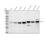 Western blot analysis of GIMAP4 using anti-GIMAP4 antibody. Lane 1: human Jurkat whole cell lysates, Lane 2: rat spleen tissue lysates, Lane 3: rat thymus tissue lysates, Lane 4: rat lung tissue lysates, Lane 5: mouse spleen tissue lysates, Lane 6: mouse thymus tissue lysates, Lane 7: mouse lung tissue lysates. After electrophoresis, proteins were transferred to a nitrocellulose membrane at 150 mA for 50-90 minutes. Blocked the membrane with 5% non-fat milk/TBS for 1.5 hour at RT. The membrane was incubated with rabbit anti-GIMAP4 antibody at 0.5 ug/ml overnight at 4oC, then washed with TBS-0.1%Tween 3 times with 5 minutes each and probed with a goat anti-rabbit IgG-HRP secondary antibody at a dilution of 1:5000 for 1.5 hour at RT. The signal was developed using enhanced chemiluminescent. A specific band was detected for GIMAP4 at approximately 38 kDa. The expected band size for GIMAP4 is at 38 kDa.