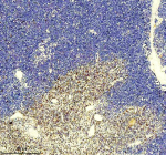 IHC analysis of GIMAP4 using anti-GIMAP4 antibody. GIMAP4 was detected in a paraffin-embedded section of rat thymus tissue. Heat mediated antigen retrieval was performed in EDTA buffer (pH 8.0, epitope retrieval solution). The tissue section was blocked with 10% goat serum. The tissue section was then incubated with 2 ug/ml rabbit anti-GIMAP4 antibody overnight at 4oC. Peroxidase Conjugated Goat Anti-rabbit IgG was used as secondary antibody and incubated for 30 minutes at 37oC. The tissue section was developed using an HRP secondary and DAB substrate.