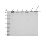 Western blot analysis of SUCO using anti-SUCO antibody. Electrophoresis was performed on a 8% SDS-PAGE gel at 80V (Stacking gel) / 120V (Resolving gel) for 2 hours. Lane 1: human PC-3 whole cell lysates, Lane 2: human Hacat whole cell lysates, Lane 3: human U251 whole cell lysates, Lane 4: human RT4 whole cell lysates, Lane 5: rat testis tissue lysates, Lane 6: mouse testis tissue lysates. After electrophoresis, proteins were transferred to a nitrocellulose membrane at 150 mA for 50-90 minutes. Blocked the membrane with 5% non-fat milk/TBS for 1.5 hour at RT. The membrane was incubated with rabbit anti-SUCO antibody at 0.5 ug/ml overnight at 4oC, then washed with TBS-0.1%Tween 3 times with 5 minutes each and probed with a goat anti-rabbit IgG-HRP secondary antibody at a dilution of 1:5000 for 1.5 hour at RT. The signal was developed using an ECL Plus Western Blotting Substrate. The calculated molecular weight for SUCO is ~139 kDa; however, the protein is commonly observed at ~250 kDa under reducing SDS-PAGE conditions, consistent with heavy glycosylation, possible multimeric aggregation or isoform extension.