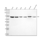 Western blot analysis of SCAI using anti-SCAI antibody. Electrophoresis was performed on a 10% SDS-PAGE gel at 80V (Stacking gel) / 120V (Resolving gel) for 2 hours. Lane 1: human Jurkat whole cell lysates, Lane 2: human K562 whole cell lysates, Lane 3: human U20S whole cell lysates, Lane 4: human U251 whole cell lysates, Lane 5: rat brain tissue lysates, Lane 6: mouse brain tissue lysates. After electrophoresis, proteins were transferred to a nitrocellulose membrane at 150 mA for 50-90 minutes. Blocked the membrane with 5% non-fat milk/TBS for 1.5 hour at RT. The membrane was incubated with rabbit anti-SCAI antibody at 0.5 ug/ml overnight at 4oC, then washed with TBS-0.1%Tween 3 times with 5 minutes each and probed with a goat anti-rabbit IgG-HRP secondary antibody at a dilution of 1:5000 for 1.5 hour at RT. The signal was developed using an ECL Plus Western Blotting Substrate. A specific band was detected for SCAI at approximately 66 kDa. The expected band size for SCAI is at 70 kDa.