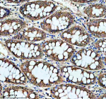 IHC analysis of PIWIL3 using anti-PIWIL3 antibody. PIWIL3 was detected in a paraffin-embedded section of human colon tissue. Heat mediated antigen retrieval was performed in EDTA buffer (pH 8.0, epitope retrieval solution). The tissue section was blocked with 10% goat serum. The tissue section was then incubated with 2 ug/ml rabbit anti-PIWIL3 antibody overnight at 4oC. Peroxidase Conjugated Goat Anti-rabbit IgG was used as secondary antibody and incubated for 30 minutes at 37oC. The tissue section was developed using an HRP secondary and DAB substrate.