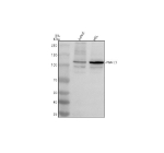Western blot analysis of PIWIL3 using anti-PIWIL3 antibody. Electrophoresis was performed on a 8% SDS-PAGE gel at 80V (Stacking gel) / 120V (Resolving gel) for 2 hours. Lane 1: human Jurkat whole cell lysates, Lane 2: human HEL whole cell lysates. After electrophoresis, proteins were transferred to a nitrocellulose membrane at 150 mA for 50-90 minutes. Blocked the membrane with 5% non-fat milk/TBS for 1.5 hour at RT. The membrane was incubated with rabbit anti-PIWIL3 antibody at 0.5 ug/ml overnight at 4oC, then washed with TBS-0.1%Tween 3 times with 5 minutes each and probed with a goat anti-rabbit IgG-HRP secondary antibody at a dilution of 1:5000 for 1.5 hour at RT. The signal was developed using an ECL Plus Western Blotting Substrate. A specific band was detected for PIWIL3 at approximately 101 kDa. The expected band size for PIWIL3 is at 101 kDa.