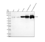 Western blot analysis of AMPD1 using anti-AMPD1 antibody. Lane 1: human U251 whole cell lysates, Lane 2: human MCF-7 whole cell lysates, Lane 3: rat heart tissue lysates, Lane 4: rat skeletal muscle tissue lysates, Lane 5: mouse skeletal muscle tissue lysates. After electrophoresis, proteins were transferred to a nitrocellulose membrane at 150 mA for 50-90 minutes. Blocked the membrane with 5% non-fat milk/TBS for 1.5 hour at RT. The membrane was incubated with rabbit anti-AMPD1 antibody at 0.5 ug/ml overnight at 4oC, then washed with TBS-0.1%Tween 3 times with 5 minutes each and probed with a goat anti-rabbit IgG-HRP secondary antibody at a dilution of 1:5000 for 1.5 hour at RT. The signal was developed using enhanced chemiluminescent. A specific band was detected for AMPD1 at approximately 86 kDa. The expected band size for AMPD1 is at 86 kDa.