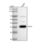 Western blot analysis of MIOX using anti-MIOX antibody. Lane 1: human HepG2 whole cell lysates. After electrophoresis, proteins were transferred to a nitrocellulose membrane at 150 mA for 50-90 minutes. Blocked the membrane with 5% non-fat milk/TBS for 1.5 hour at RT. The membrane was incubated with rabbit anti-MIOX antibody at 0.5 ug/ml overnight at 4oC, then washed with TBS-0.1%Tween 3 times with 5 minutes each and probed with a goat anti-rabbit IgG-HRP secondary antibody at a dilution of 1:5000 for 1.5 hour at RT. The signal was developed using enhanced chemiluminescent. The expected band size for MIOX is at 33 kDa.