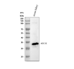 Western blot analysis of MIOX using anti-MIOX antibody. Lane 1: mouse kidney tissue lysates. After electrophoresis, proteins were transferred to a nitrocellulose membrane at 150 mA for 50-90 minutes. Blocked the membrane with 5% non-fat milk/TBS for 1.5 hour at RT. The membrane was incubated with rabbit anti-MIOX antibody at 0.5 ug/ml overnight at 4oC, then washed with TBS-0.1%Tween 3 times with 5 minutes each and probed with a goat anti-rabbit IgG-HRP secondary antibody at a dilution of 1:5000 for 1.5 hour at RT. The signal was developed using enhanced chemiluminescent. A specific band was detected for MIOX at approximately 36 kDa. The expected band size for MIOX is at 33 kDa.