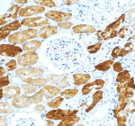 IHC analysis of MIOX using anti-MIOX antibody. MIOX was detected in a paraffin-embedded section of human kidney tissue. Heat mediated antigen retrieval was performed in EDTA buffer (pH 8.0, epitope retrieval solution). The tissue section was blocked with 10% goat serum. The tissue section was then incubated with 2 ug/ml rabbit anti-MIOX antibody overnight at 4oC. Peroxidase Conjugated Goat Anti-rabbit IgG was used as secondary antibody and incubated for 30 minutes at 37oC. The tissue section was developed using an HRP secondary and DAB substrate.