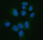 Immunofluorescent staining of PNLIP using anti-PNLIP antibody (green). PNLIP was detected in an immunocytochemical section of U2OS cells. Enzyme antigen retrieval was performed using IHC enzyme antigen retrieval reagent for 15 mins. The cells were blocked with 10% goat serum. And then incubated with 5 ug/ml rabbit anti-PNLIP antibody overnight at 4oC. DyLight 488 Conjugated Goat Anti-Rabbit IgG was used as secondary antibody at 1:500 dilution and incubated for 30 minutes at 37oC. The section was counterstained with DAPI (blue). Visualize using a fluorescence microscope and filter sets appropriate for the label used.