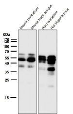 All lanes use the Phospho-Tau (Ser404) antibody at 1:2K dilution for 1 hour at room temperature.