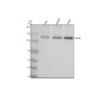 Western blot analysis of NEK9 using anti-NEK9 antibody. Electrophoresis was performed on a 8% SDS-PAGE gel at 80V (Stacking gel) / 120V (Resolving gel) for 2 hours. Lane 1: human Hela whole cell lysates, Lane 2: human HepG2 whole cell lysates, Lane 3: human whole cell lysates. After electrophoresis, proteins were transferred to a nitrocellulose membrane at 150 mA for 50-90 minutes. Blocked the membrane with 5% non-fat milk/TBS for 1.5 hour at RT. The membrane was incubated with rabbit anti-NEK9 antibody at 0.5 ug/ml overnight at 4oC, then washed with TBS-0.1%Tween 3 times with 5 minutes each and probed with a goat anti-rabbit IgG-HRP secondary antibody at a dilution of 1:5000 for 1.5 hour at RT. The signal was developed using an ECL Plus Western Blotting Substrate. The expected band size for NEK9 is at 107 kDa. It is often observed at 110-130 kDa as a broad or doublet band due to phosphorylation.