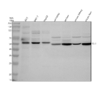Western blot analysis of SIL1 using anti-SIL1 antibody. Electrophoresis was performed on a 10% SDS-PAGE gel at 80V (Stacking gel) / 120V (Resolving gel) for 2 hours. Lane 1: human 293T whole cell lysates, Lane 2: human MCF-7 whole cell lysates, Lane 3: human HepG2 whole cell lysates, Lane 4: rat kidney tissue lysates, Lane 5: rat liver tissue lysates, Lane 6: mouse kidney tissue lysates, Lane 7: mouse liver tissue lysates. After electrophoresis, proteins were transferred to a nitrocellulose membrane at 150 mA for 50-90 minutes. Blocked the membrane with 5% non-fat milk/TBS for 1.5 hour at RT. The membrane was incubated with rabbit anti-SIL1 antibody at 0.5 ug/ml overnight at 4oC, then washed with TBS-0.1%Tween 3 times with 5 minutes each and probed with a goat anti-rabbit IgG-HRP secondary antibody at a dilution of 1:5000 for 1.5 hour at RT. The signal was developed using an ECL Plus Western Blotting Substrate. The expected band size for SIL1 is ~54 kDa in human samples and ~52 kDa in rodent samples. The glycosylated form of the protein is observed at 70-75 kDa in human samples and 68-72 kDa in rodent samples.