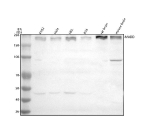 Western blot analysis of MADD using anti-MADD antibody. Lane 1: human K562 whole cell lysates, Lane 2: human Hela whole cell lysates, Lane 3: human HEL whole cell lysates, Lane 4: human RT4 whole cell lysates, Lane 5: rat brain tissue lysates, Lane 6: mouse brain tissue lysates. After electrophoresis, proteins were transferred to a nitrocellulose membrane at 150 mA for 50-90 minutes. Blocked the membrane with 5% non-fat milk/TBS for 1.5 hour at RT. The membrane was incubated with rabbit anti-MADD antibody at 0.5 ug/ml overnight at 4oC, then washed with TBS-0.1%Tween 3 times with 5 minutes each and probed with a goat anti-rabbit IgG-HRP secondary antibody at a dilution of 1:5000 for 1.5 hour at RT. The signal was developed using enhanced chemiluminescent. The expected band size for MADD is at 183 kDa but can be observed at 220-250 kDa (and as a possible doublet) due to alternative splicing and phosphorylation.