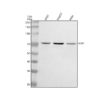 Western blot analysis of NGEF using anti-NGEF antibody. Lane 1: human whole cell lysates, Lane 2: human HepG2 whole cell lysates, Lane 3: human Hela whole cell lysates. After electrophoresis, proteins were transferred to a nitrocellulose membrane at 150 mA for 50-90 minutes. Blocked the membrane with 5% non-fat milk/TBS for 1.5 hour at RT. The membrane was incubated with rabbit anti-NGEF antibody at 0.5 ug/ml overnight at 4oC, then washed with TBS-0.1%Tween 3 times with 5 minutes each and probed with a goat anti-rabbit IgG-HRP secondary antibody at a dilution of 1:5000 for 1.5 hour at RT. The signal was developed using enhanced chemiluminescent. The expected band size for NGEF is at ~82 kDa and ~71 kDa (two isoforms).