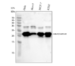 Western blot analysis of HSPC150/UBE2T using anti-UBE2T antibody. Electrophoresis was performed on a 10% SDS-PAGE gel at 80V (Stacking gel) / 120V (Resolving gel) for 2 hours. Lane 1: human Hela whole cell lysates, Lane 2: human Skov3 whole cell lysates, Lane 3: human MCF-7 whole cell lysates, Lane 4: human K562 whole cell lysates. After electrophoresis, proteins were transferred to a nitrocellulose membrane at 150 mA for 50-90 minutes. Blocked the membrane with 5% non-fat milk/TBS for 1.5 hour at RT. The membrane was incubated with rabbit anti-UBE2T antibody at 1:1000 overnight at 4oC, then washed with TBS-0.1%Tween 3 times with 5 minutes each and probed with a goat anti-rabbit IgG-HRP secondary antibody at a dilution of 1:5000 for 1.5 hour at RT. The signal was developed using an ECL Plus Western Blotting Substrate. A specific band was detected for UBE2T at approximately 23 kDa. The expected band size for UBE2T is at 23 kDa with a possible ~30 kDa doublet corresponding to mono- and di-ubiquitinated UBE2T.